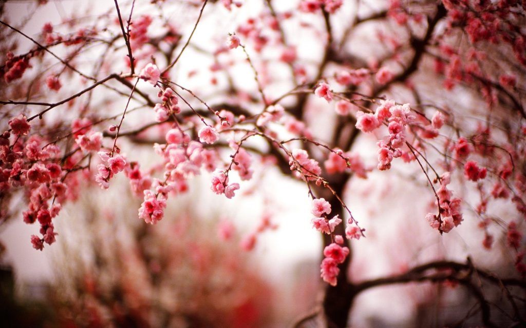 Ảnh đẹp mùa xuân