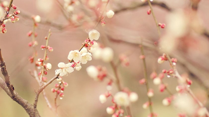 Ảnh mùa xuân đẹp