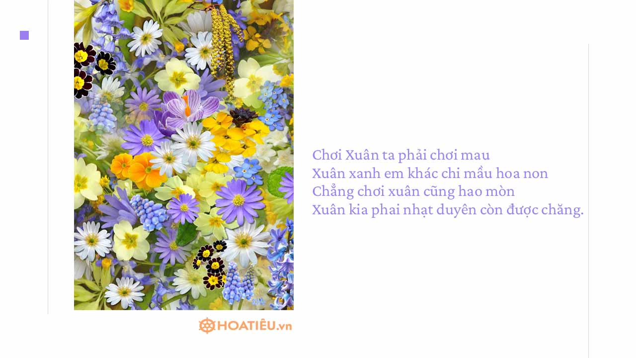 Ảnh quote mùa xuân