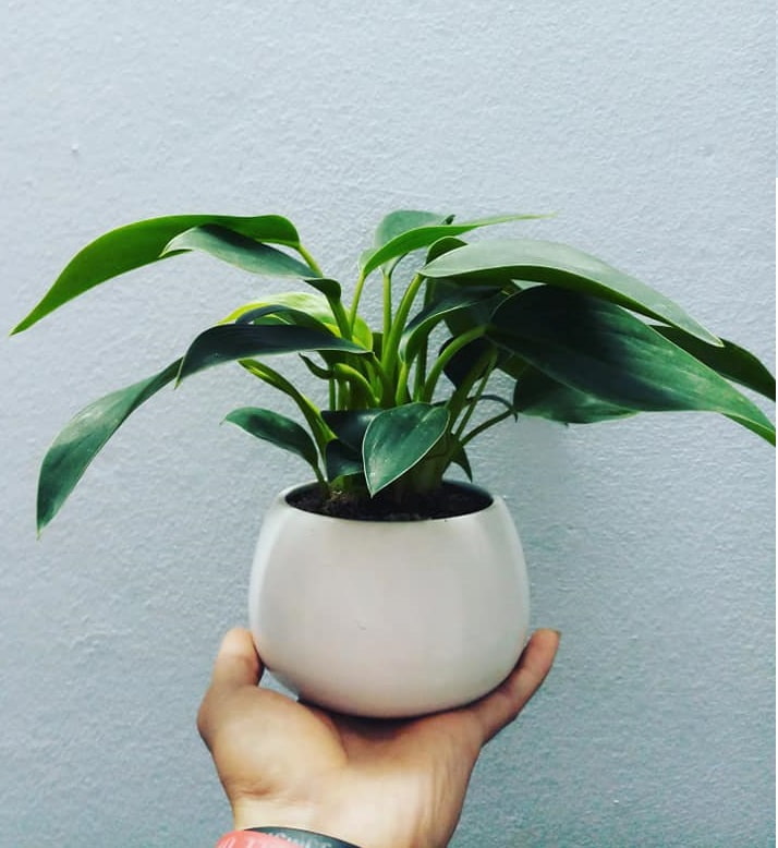 Cây phát tài nên đặt trên bàn thờ tổ tiên