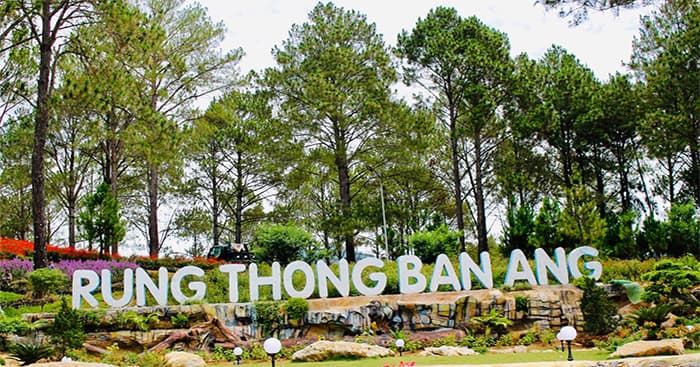 Nói những điều em biết về rừng thông Bản Áng