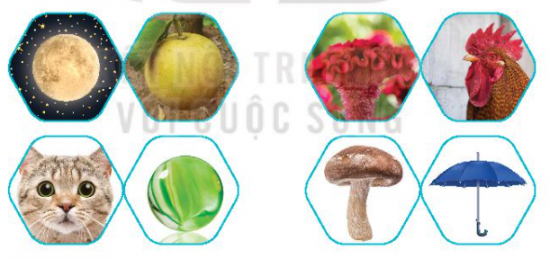 Quan sát tranh, tìm những sự vật có đặc điểm giống nhau (hình dạng, màu sắc,...)