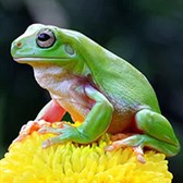 Viết bài văn phân tích đặc điểm nhân vật ếch trong tác phẩm Ếch ngồi đáy giếng cực hay