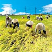Thông tư 02/2023/TT-BTC sửa đổi Thông tư 18/2016/TT-BTC về quản lý, sử dụng đất trồng lúa