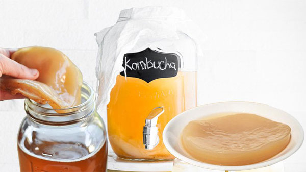 Scoby là gì? Scoby là con gì?