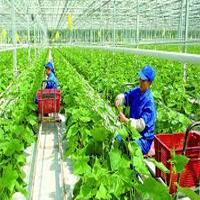Sưu tầm các tư liệu về phát triển nông nghiệp xanh ở một quốc gia trên thế giới hoặc ở Việt Nam
