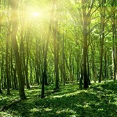 Thông tư 33/2018/TT-BNNPTNT về điều tra, kiểm kê và theo dõi diễn biến rừng