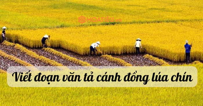 Viết Đoạn Văn Tả Cánh Đồng Lúa Chín Lớp 5 - Văn Tả Cánh Đồng Lớp 5