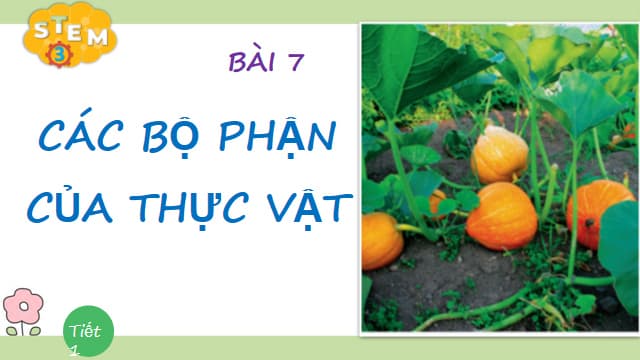 Giáo án PowerPoint STEM lớp 3