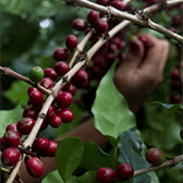 Thuyết minh về quy trình thu hoạch và chế biến cà phê