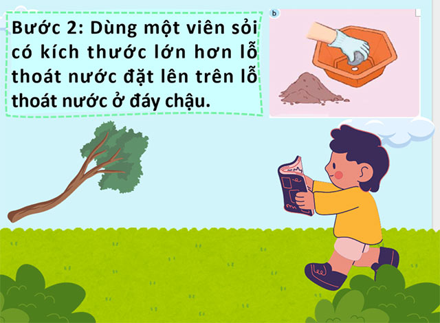 STEM Chậu cây thân thiện với môi trường
